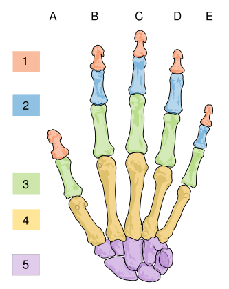 bones of the hand unlabeled